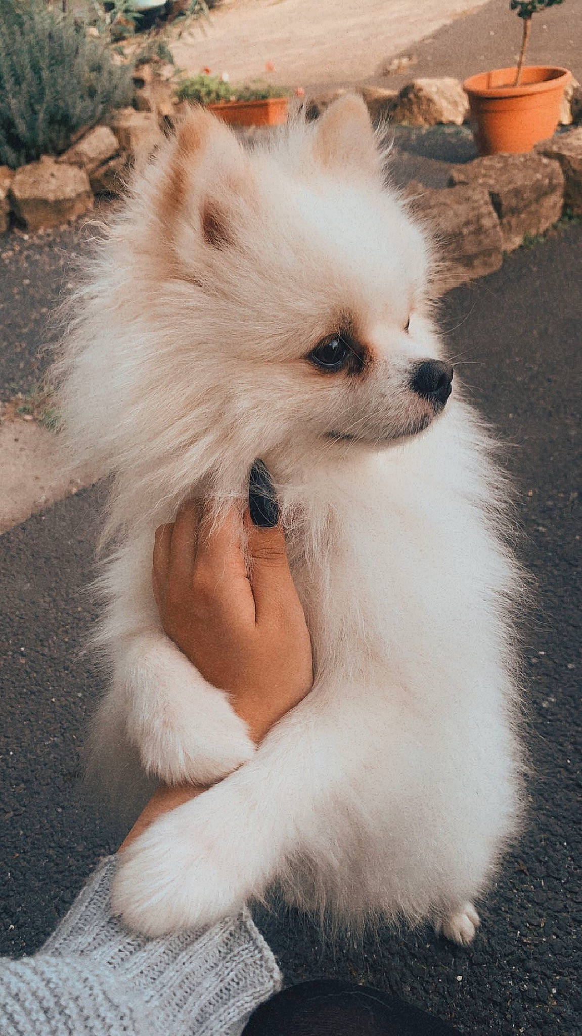 Samy a rejoint le concours — aidez-le/la à gagner de superbes lots ! canidae, carnivore, companion_dog, dog, dog_breed, dog_supply, ear, fawn, flowerpot, fur, german_spitz, german_spitz_klein, hair, houseplant, snout, spitz, toy_dog, volpino_italiano, whiskers, working_animal