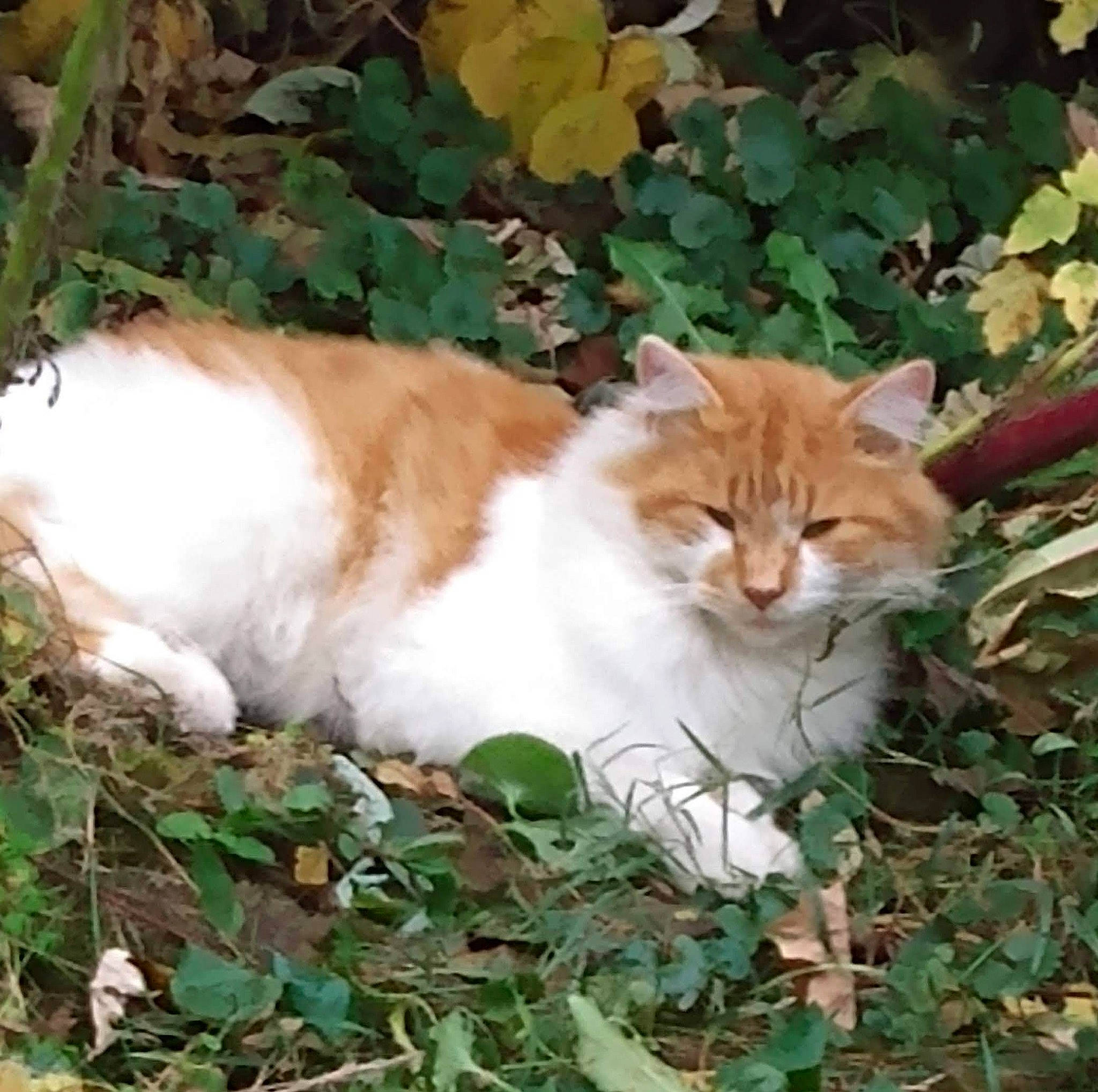 Ralphie joined the competition — help win amazing prizes! carnivore, cat, domestic_short_haired_cat, fawn, felidae, fur, grass, groundcover, herb, leaf, plant, sitting, small_to_medium_sized_cats, snout, tail, terrestrial_animal, tree, whiskers, wildlife, wood