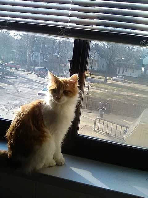 Ralphie is registered to the contest to win money with this photo: carnivore, cat, fawn, felidae, fur, line, mammal, plant, small_to_medium_sized_cats, snout, sunlight, tail, textile, tints_and_shades, tree, vertebrate, whiskers, window, window_blind, wood