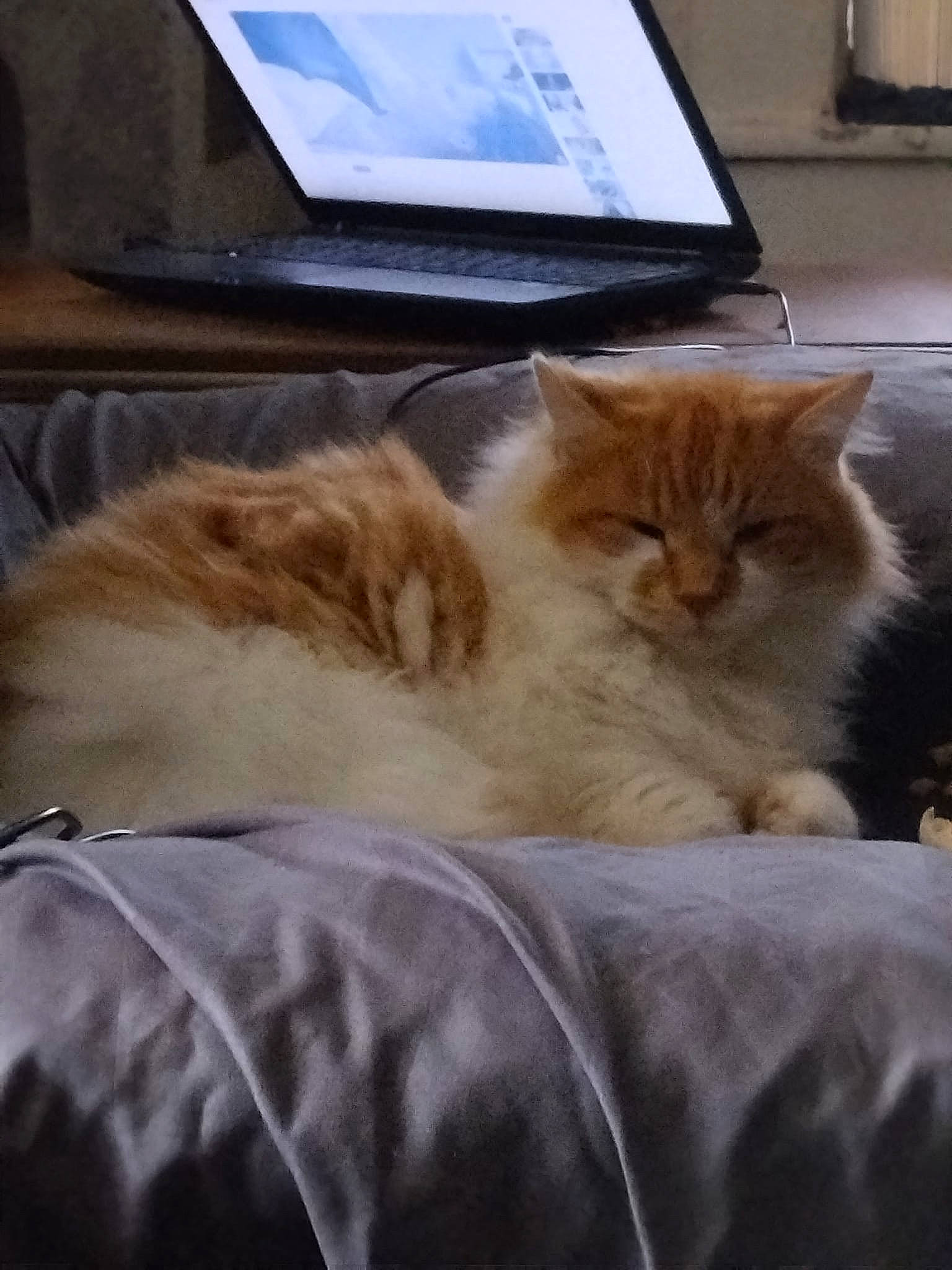 Ralphie joined the competition — help win amazing prizes! carnivore, cat, claw, comfort, computer, couch, domestic_short_haired_cat, fawn, felidae, fur, laptop, netbook, paw, personal_computer, small_to_medium_sized_cats, tail, tree, whiskers, window, wood