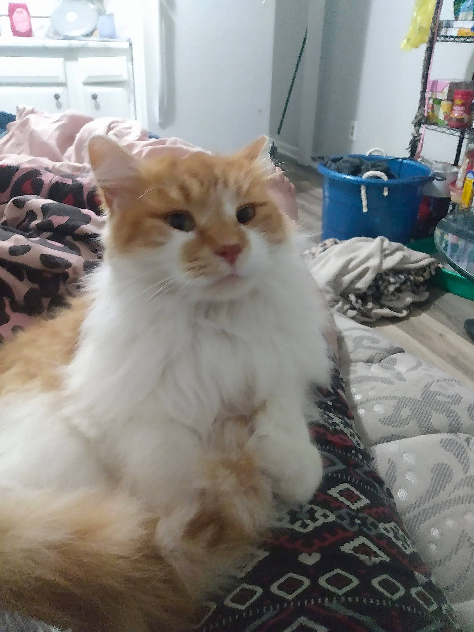 Ralphie is registered to the contest to win money with this photo: art, box, british_longhair, carnivore, cat, claw, comfort, domestic_short_haired_cat, door, fawn, felidae, fur, paw, small_to_medium_sized_cats, snout, tail, terrestrial_animal, whiskers, window, wood