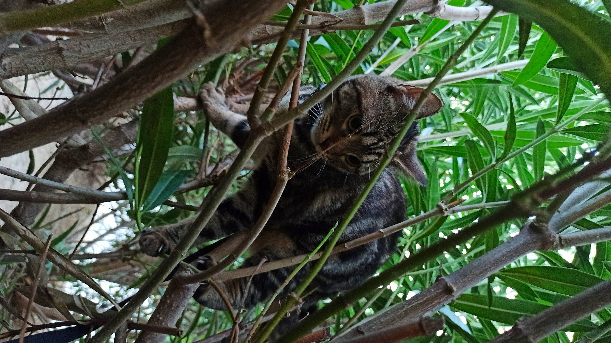 Pika a rejoint le concours — aidez-le/la à gagner de superbes lots ! amphibian, beak, branch, forest, iguania, jungle, lizard, metal, natural_material, plant, rainforest, reptile, scaled_reptile, terrestrial_animal, terrestrial_plant, tree, twig, wildlife, wood