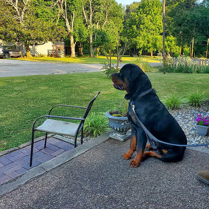 Ozzy joined the competition — help win amazing prizes! dog, rottweiler, pet, sitting, outdoor, garden, patio, lawn, chair, leash, flowers, potted_plants, trees, backyard, residential, sunlight, landscape, grass, portrait, animal