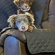 Cinnamon And Nutmeg is registered to the contest to win money with this photo: dog, pets, couch, furniture, indoor, relaxing, brown, quilted, fur, canine, companion, animal, closeup, portrait, domestic, cute, two_dogs, resting, head, looking