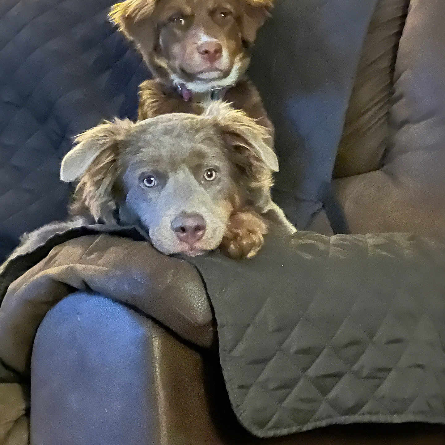 Cinnamon And Nutmeg is registered to the contest to win money with this photo: animal, brown, canine, closeup, companion, couch, cute, dog, domestic, fur, furniture, head, indoor, looking, pets, portrait, quilted, relaxing, resting, two_dogs