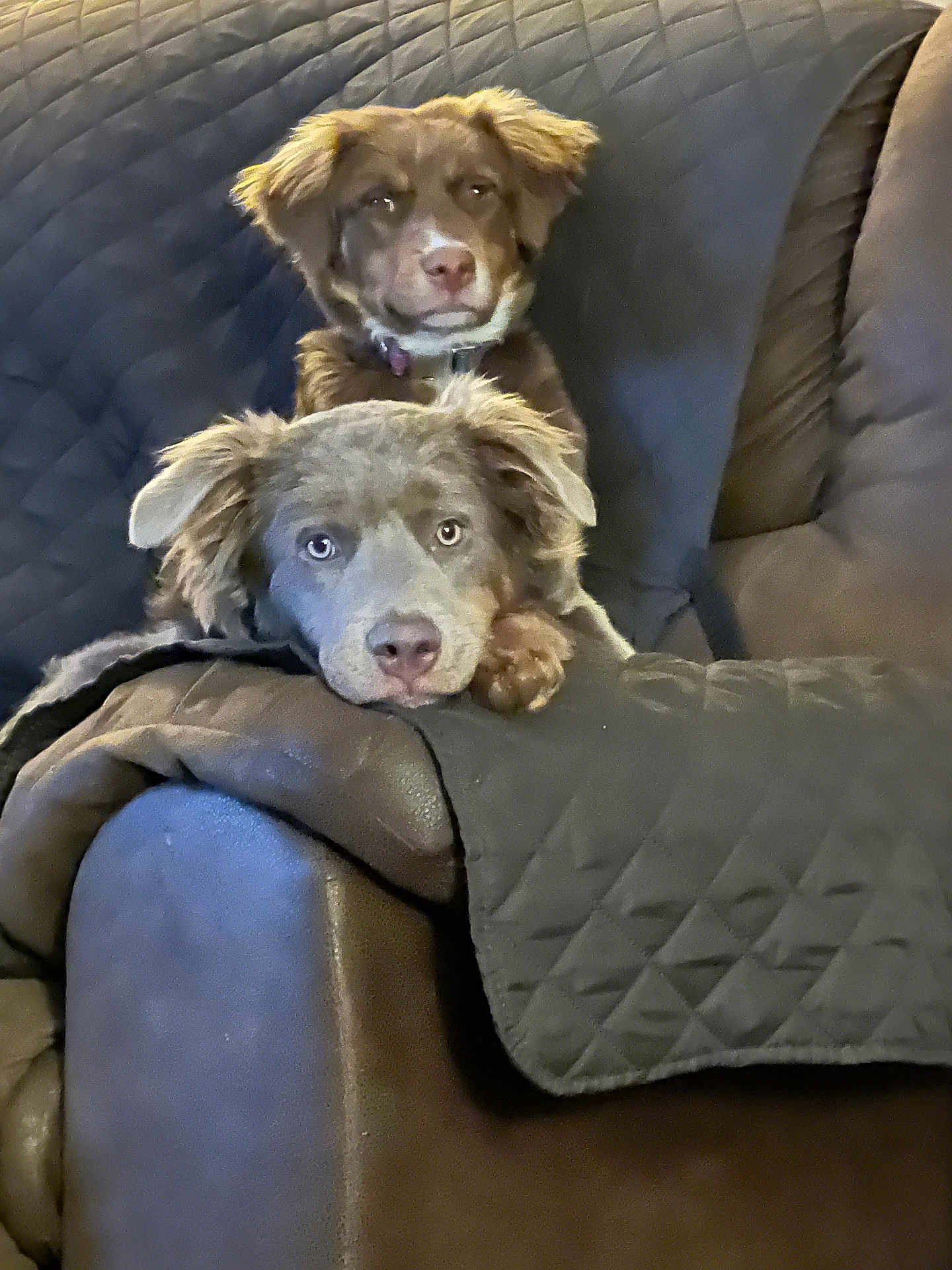 Cinnamon And Nutmeg is registered to the contest to win money with this photo: dog, pets, couch, furniture, indoor, relaxing, brown, quilted, fur, canine, companion, animal, closeup, portrait, domestic, cute, two_dogs, resting, head, looking