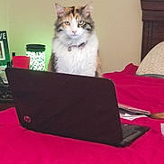 Munchie is registered to the contest to win money with this photo: cat, calico, laptop, bed, red_bedspread, lamp, indoor, pet, feline, curious, technology, furniture, home, collar, domestic_animal, resting, electronics, cute, focus, cozy