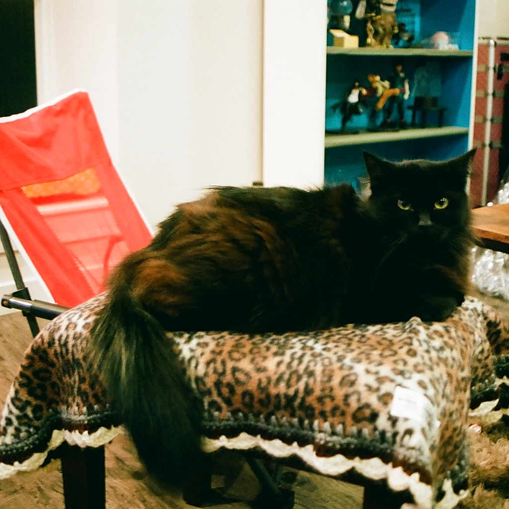 Pancho joined the competition — help win amazing prizes! adult, animal, architecture, building, cat, chair, couch, cushion, furniture, homedecor, indoors, interiordesign, livingroom, male, man, person, pet, plate, room, wood