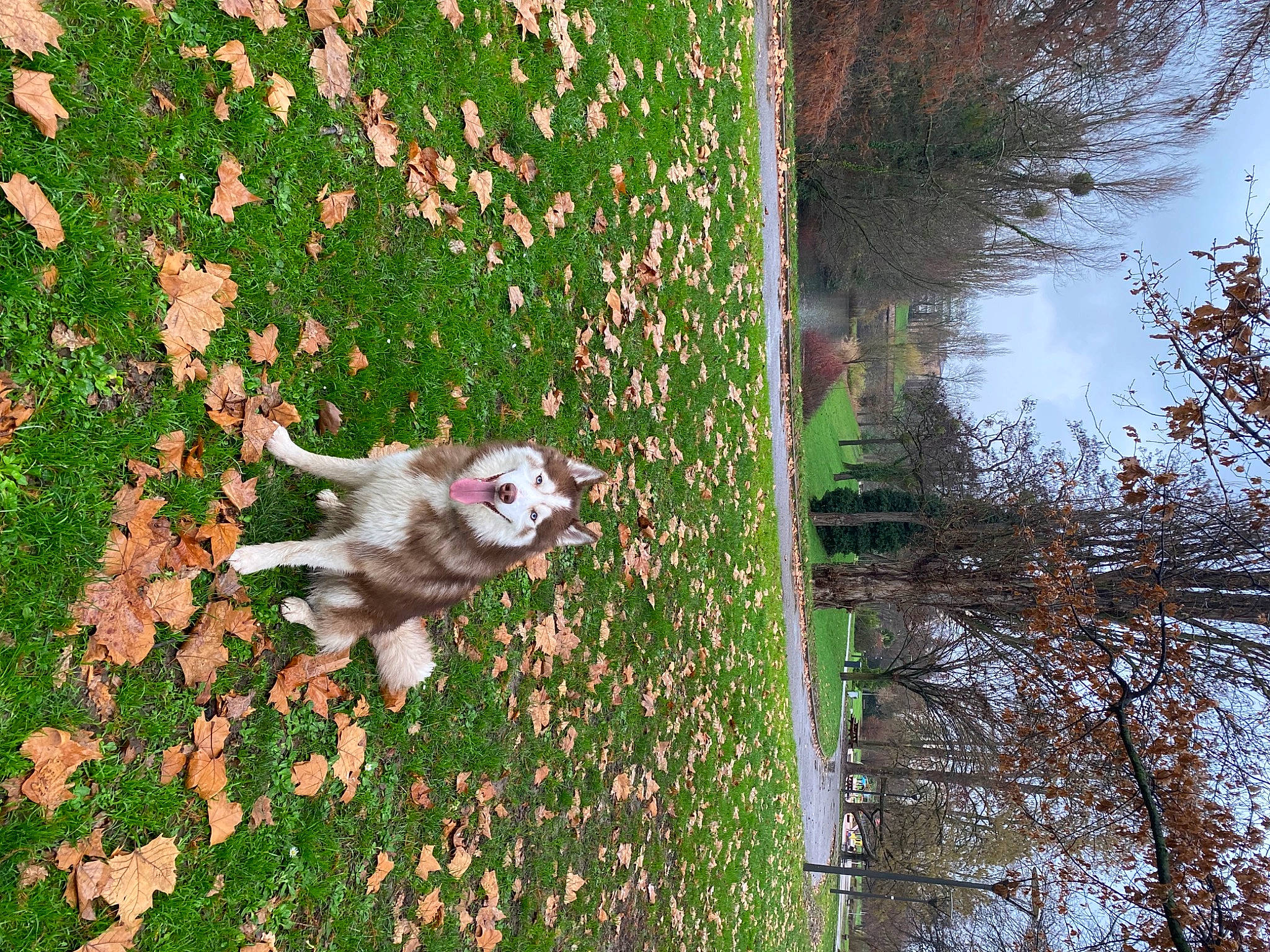 Flocky a rejoint le concours — aidez-le/la à gagner de superbes lots ! canidae, carnivore, companion_dog, dog, dog_breed, fawn, felidae, grass, grass_family, groundcover, plant, shrub, sporting_group, tail, tree, trunk, vegetation, water, wood, woody_plant