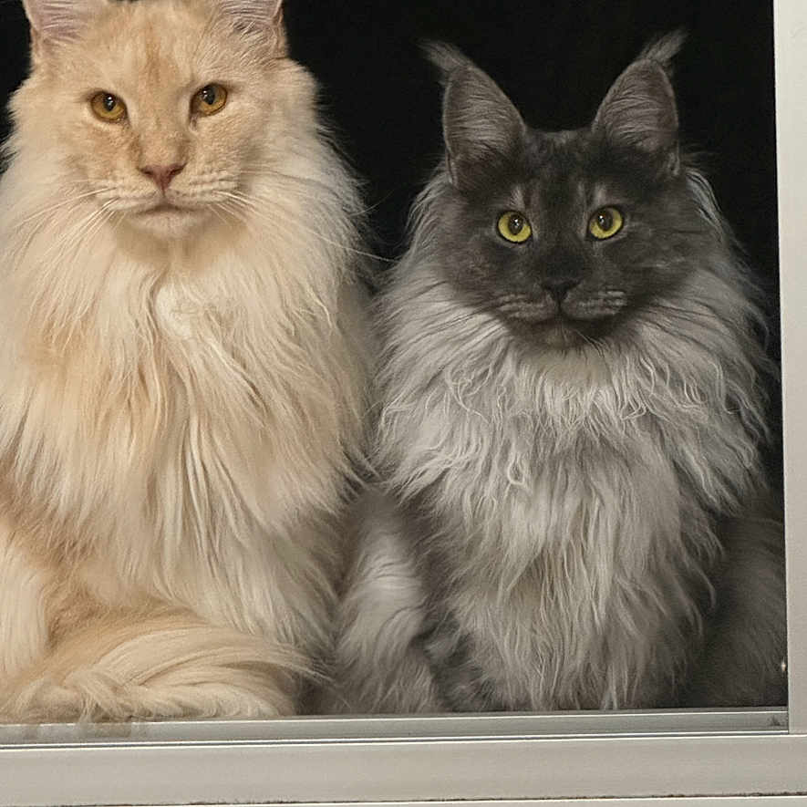 Roméo Et Hermine