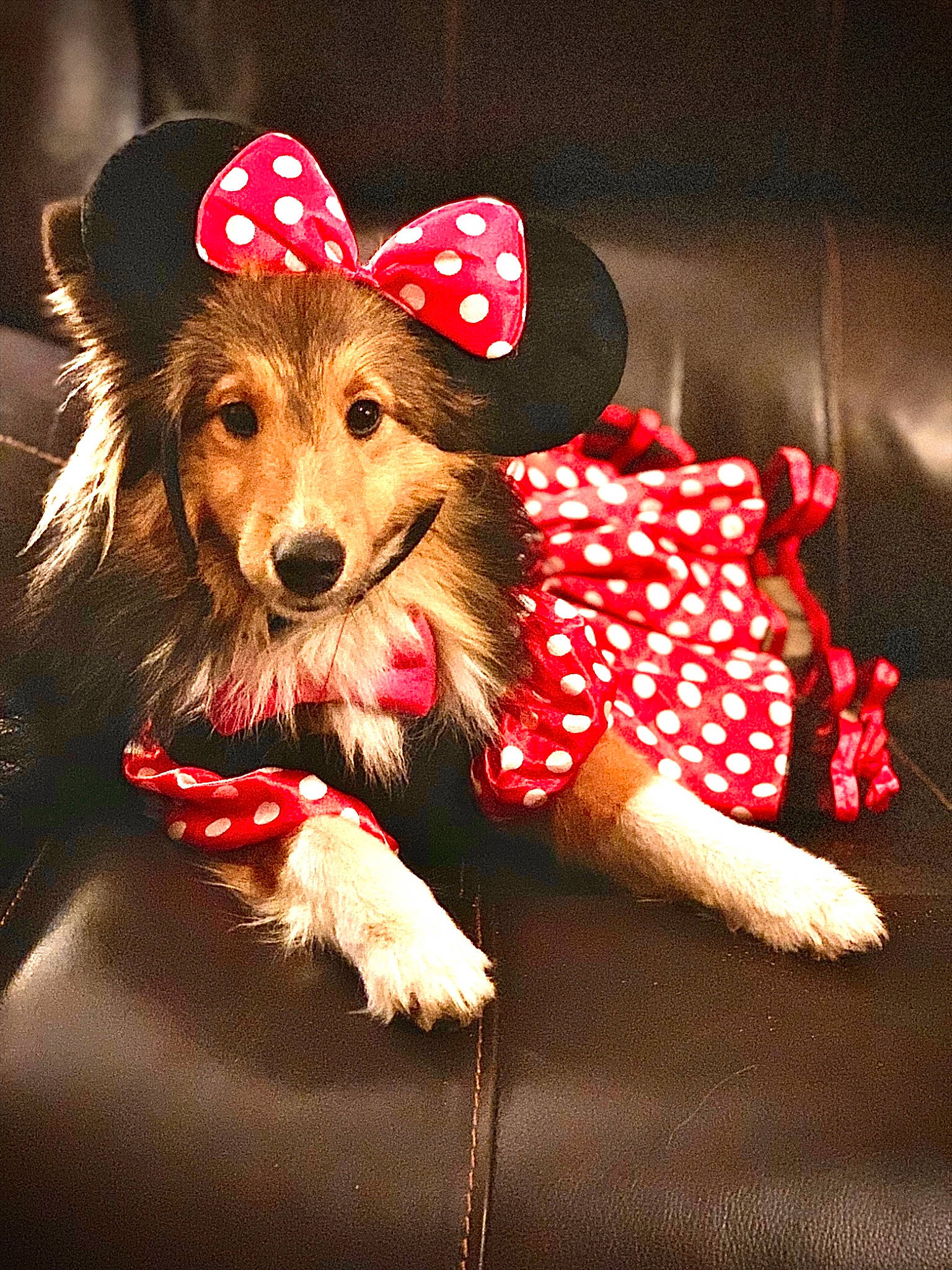 Jill joined the competition — help win amazing prizes! cap, carnivore, companion_dog, costume_hat, dog, dog_breed, dog_clothes, dog_collar, dog_supply, event, fawn, happy, hat, holiday, party_hat, selfie, snout, sporting_group, toy, toy_dog
