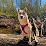 alert, animal, blue_eyes, canine, daytime, dog, forest, fur, harness, leash, log, mammal, nature, outdoor, park, pet, standing, sunlight, tree, wildlife