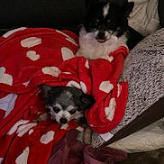 Pablo Et Griotte participe au concours pour gagner de l'argent avec cette photo : animal, blanket, comfort, companion, couch, cozy, cute, dog, fur, home, indoor, pet, pillow, red_blanket, relaxing, resting, small_dog, snuggling, soft, white_hearts