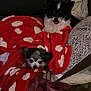 animal, blanket, comfort, companion, couch, cozy, cute, dog, fur, home, indoor, pet, pillow, red_blanket, relaxing, resting, small_dog, snuggling, soft, white_hearts