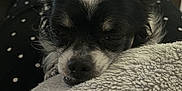 Pablo Et Griotte a rejoint le concours — aidez-le/la à gagner de superbes lots ! animal, black_and_white, blanket, close_up, comfort, companion, couch, cozy, dog, fur, indoor, laying_down, pants, pet, polka_dot, relaxed, resting, sleepy, small_dog, soft_texture
