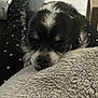 animal, black_and_white, blanket, close_up, comfort, companion, couch, cozy, dog, fur, indoor, laying_down, pants, pet, polka_dot, relaxed, resting, sleepy, small_dog, soft_texture