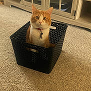 Benny joined the competition — help win amazing prizes! animal, basket, cabinet, carpet, cat, collar, curious, cute, decoration, domestic_cat, floor, furniture, halloween, household, indoor, looking, orange_cat, pet, plastic_basket, white_cat