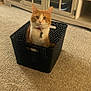 animal, basket, cabinet, carpet, cat, collar, curious, cute, decoration, domestic_cat, floor, furniture, halloween, household, indoor, looking, orange_cat, pet, plastic_basket, white_cat