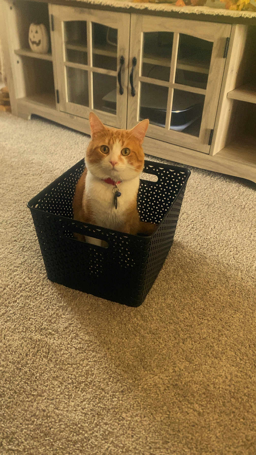 Benny joined the competition — help win amazing prizes! animal, basket, cabinet, carpet, cat, collar, curious, cute, decoration, domestic_cat, floor, furniture, halloween, household, indoor, looking, orange_cat, pet, plastic_basket, white_cat