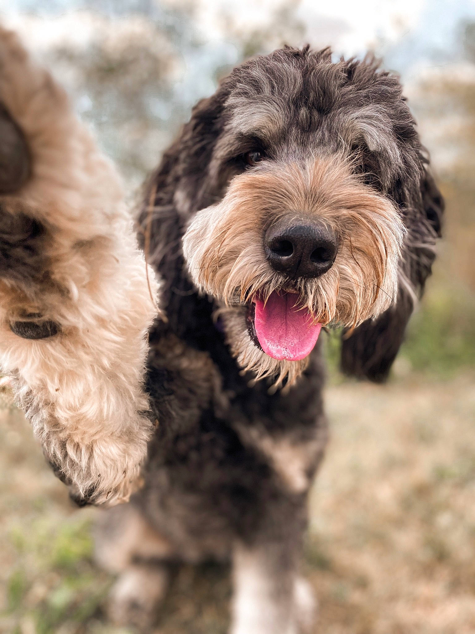 Shelby is registered to the contest to win money with this photo: canidae, carnivore, cloud, companion_dog, dog, dog_breed, fur, goldendoodle, liver, maltepoo, non_sporting_group, poodle_crossbreed, puppy, small_terrier, snout, sporting_group, terrestrial_animal, terrier, toy_dog, water_dog