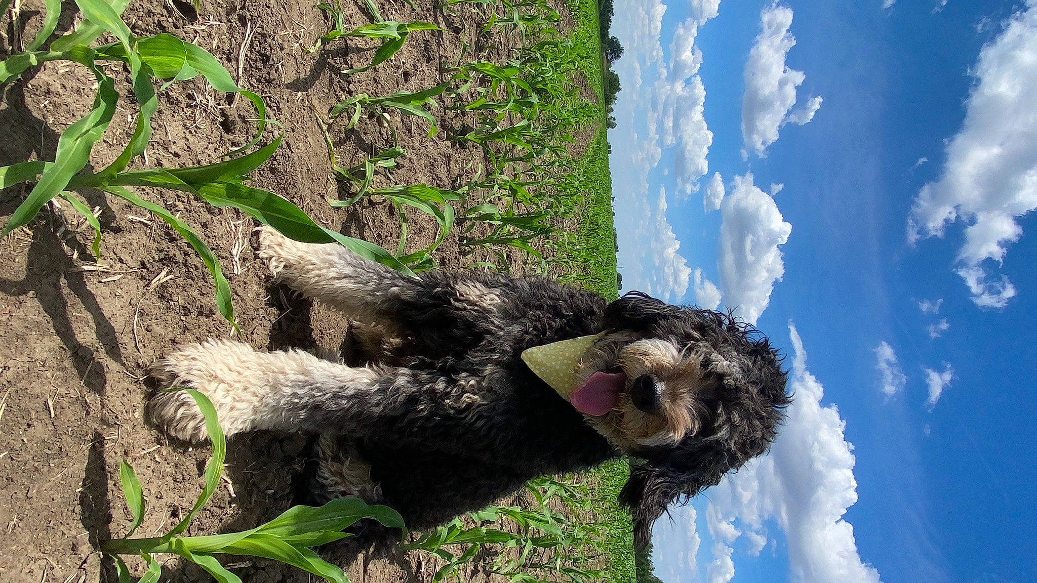 Shelby is registered to the contest to win money with this photo: beak, canidae, cloud, fur, grass, leisure, people_in_nature, plant, reflection, rock, sky, soil, sporting_group, tail, tree, trunk, vertebrate, water, wildlife, wing