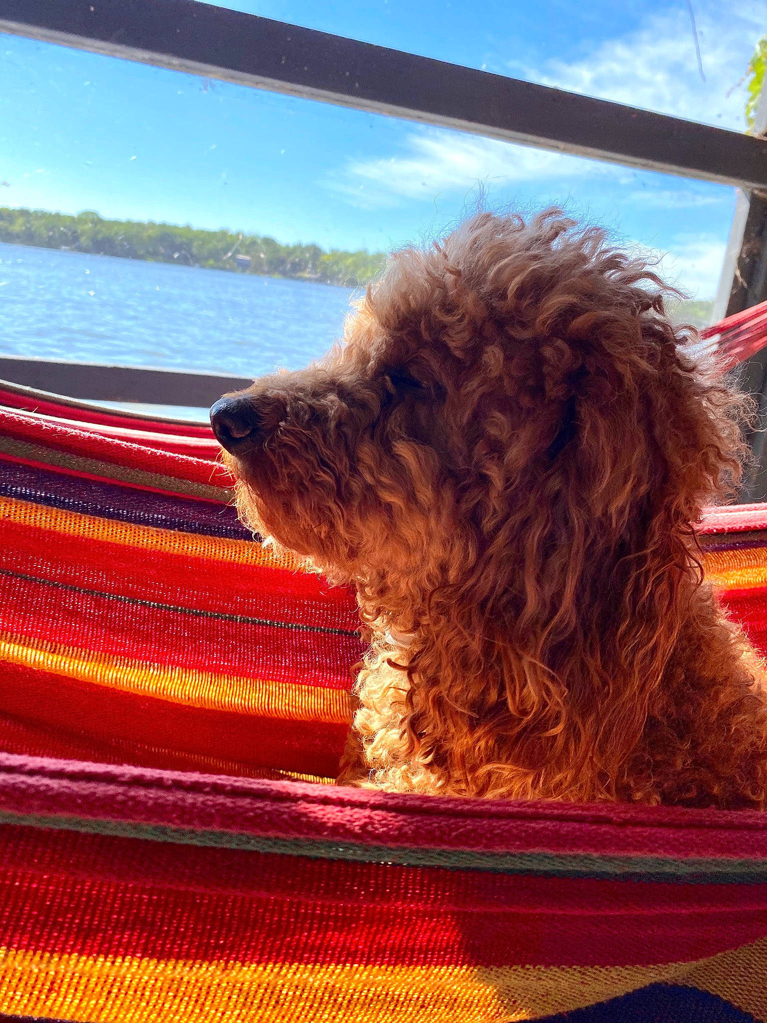 Charlie is registered to the contest to win money with this photo: blue, carnivore, cloud, companion_dog, dog, dog_breed, fur, lake, liver, plant, rectangle, sky, sporting_group, terrier, tints_and_shades, toy_dog, water, water_dog, window, wood