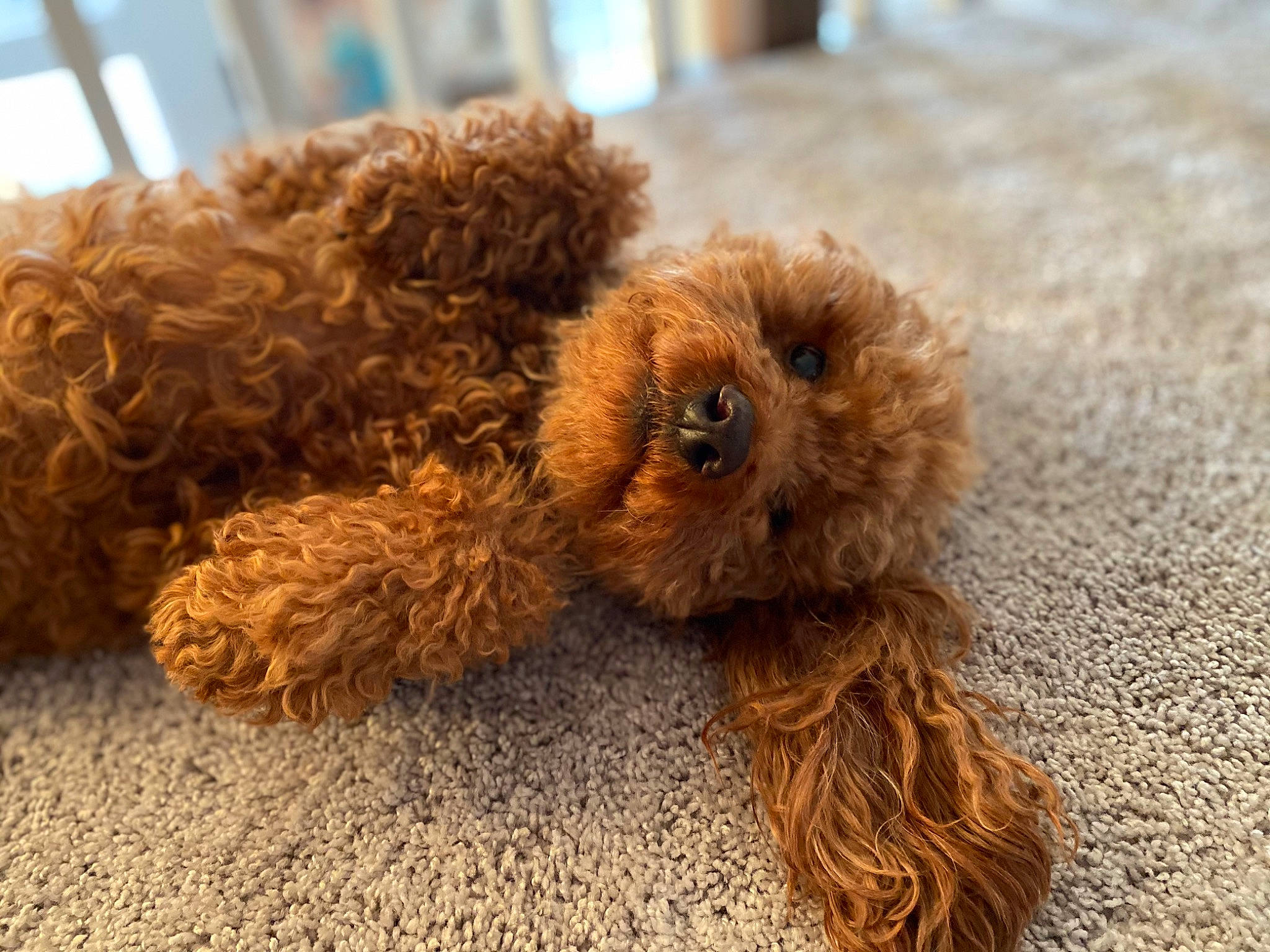 Charlie joined the competition — help win amazing prizes! canidae, cap, companion_dog, dog_breed, fawn, fur, liver, plush, sporting_group, stuffed_toy, tail, teddy_bear, terrestrial_animal, toy, toy_dog, wood, wool
