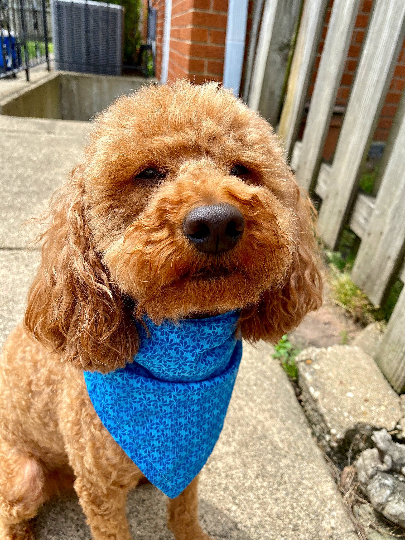 Charlie is registered to the contest to win money with this photo: carnivore, collar, companion_dog, dog, dog_breed, dog_clothes, dog_collar, dog_supply, fawn, fence, leash, liver, pet_supply, poodle, spaniel, sporting_group, terrier, toy_dog, water_dog, working_animal