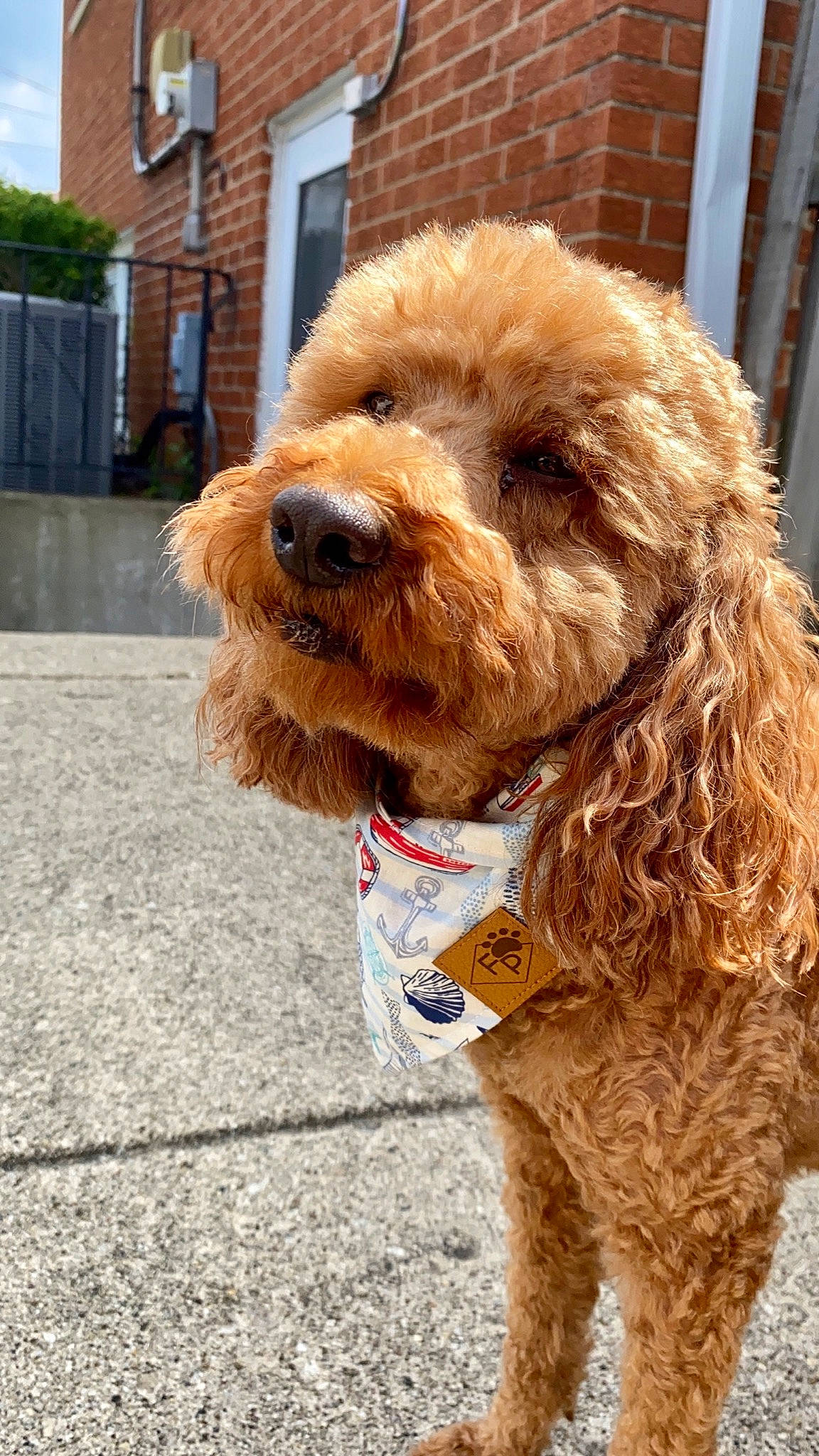 Charlie joined the competition — help win amazing prizes! canidae, carnivore, collar, companion_dog, dog, dog_breed, dog_collar, dog_supply, fur, leash, liver, mammal, pet_supply, poodle, snout, spaniel, sporting_group, terrier, water_dog, working_animal
