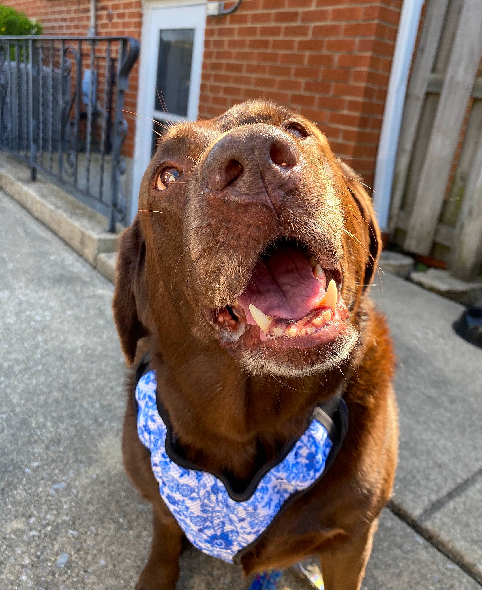 Zona is registered to the contest to win money with this photo: canidae, carnivore, collar, companion_dog, dog, dog_breed, dog_collar, fawn, fence, fur, guard_dog, hound, leash, liver, plant, snout, sporting_group, whiskers, working_animal, wrinkle