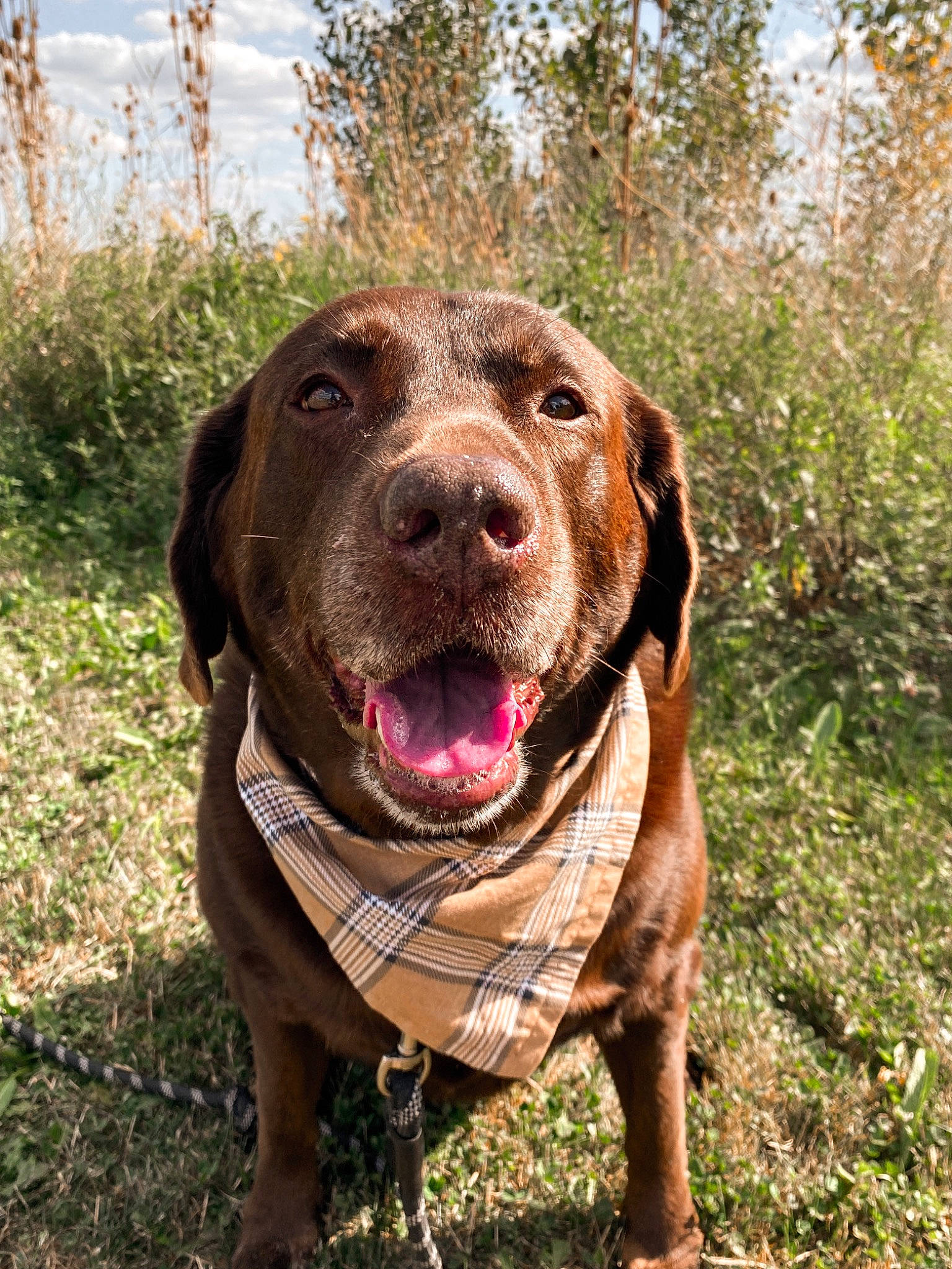 Zona is registered to the contest to win money with this photo: borador, canidae, carnivore, collar, companion_dog, dog, dog_breed, dog_collar, fawn, grass, gun_dog, liver, plant, pointing_breed, retriever, sky, snout, sporting_group, working_animal, working_dog