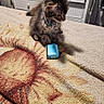 Louise is registered to the contest to win money with this photo: animal, bed, bedroom, blanket, brush, cat, cushion, device, electronics, furniture, homedecor, indoors, kitten, lamp, manx, mobilephone, pet, phone, room, tool