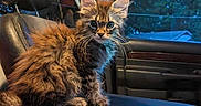 Louise joined the competition — help win amazing prizes! alloywheel, animal, ball, car, carwheel, cat, couch, cushion, furniture, headrest, homedecor, kitten, machine, pet, rugby, rugbyball, spoke, sport, transportation, vehicle