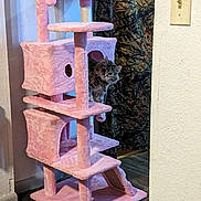 Thelma is registered to the contest to win money with this photo: art, cat_supply, font, hardwood, ladder, natural_material, pet_supply, plywood, rectangle, room, sculpture, shelving, stairs, wood, wood_stain