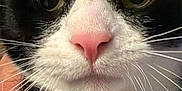 Vimto is registered to the contest to win money with this photo: cat, tuxedo_cat, close_up, extreme_closeup, whiskers, pink_nose, feline, pet, portrait, indoor, wide_eyes, face, muzzle, black_and_white, fur, nose, macro, adorable, curious, headshot