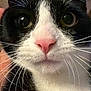cat, tuxedo_cat, close_up, extreme_closeup, whiskers, pink_nose, feline, pet, portrait, indoor, wide_eyes, face, muzzle, black_and_white, fur, nose, macro, adorable, curious, headshot