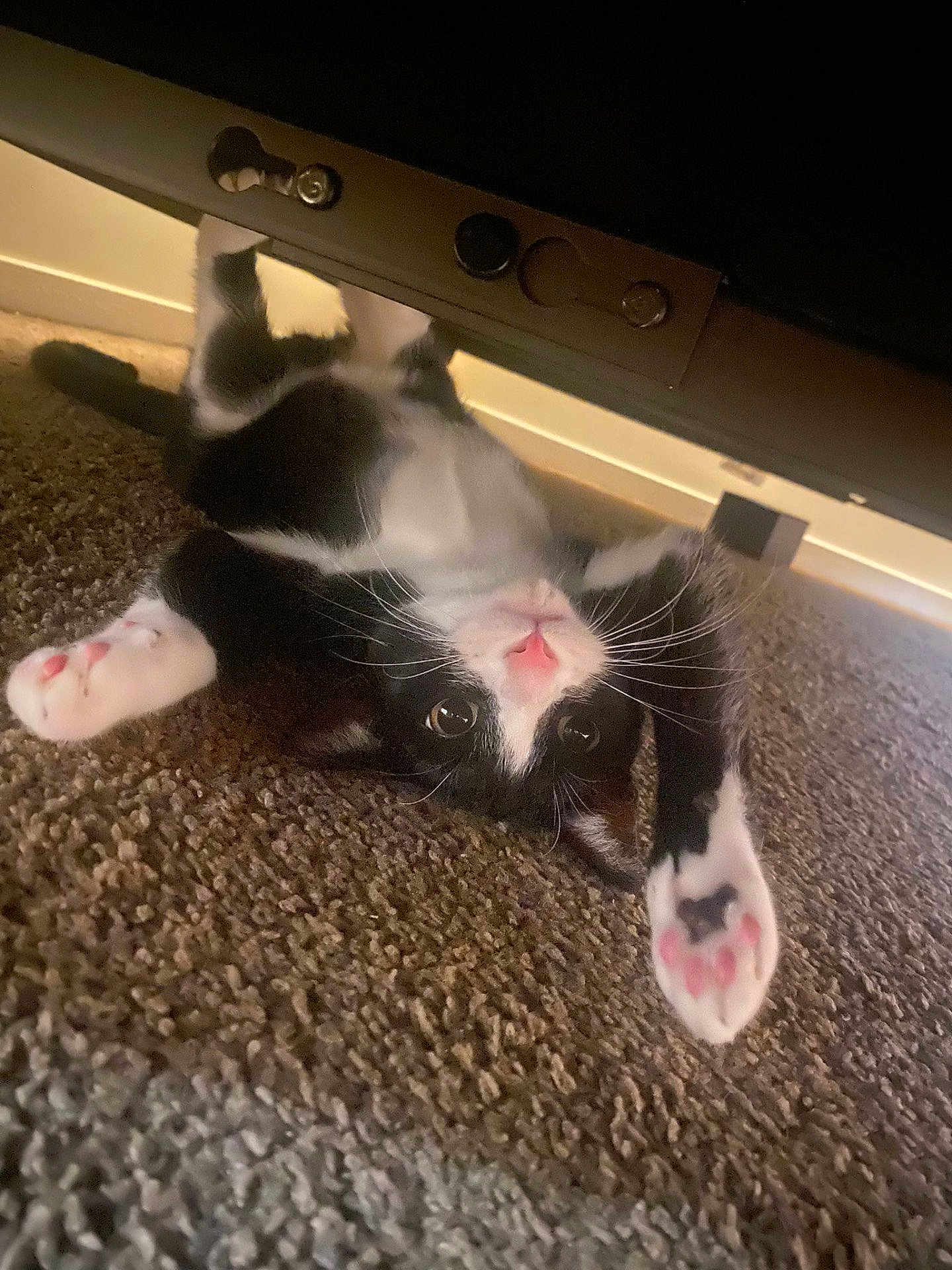 Vimto is registered to the contest to win money with this photo: cat, kitten, tuxedo_cat, black_and_white, pink_paw_pads, paws, upside_down, playful, whiskers, carpet, indoor, under_bed, furniture, cute, curious_expression, big_eyes, pink_nose, portrait, pet, lounging