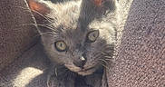 Pickles is registered to the contest to win money with this photo: cat, kitten, gray_cat, pet, animal, cute, whiskers, ears, eyes, furniture, cushion, texture, sunlight, shadow, indoor, cozy, soft, playful, closeup, portrait