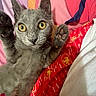 cat, kitten, gray_cat, paw, wide_eyes, bed, blanket, colorful, red, pink, yellow, pattern, feline, cute, pet, indoor, close_up, fur, whiskers, resting