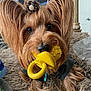 accessory, adorable, animal, brown, canine, close_up, cute, dog, ears, face, fur, indoor, long_hair, looking, pacifier, pet, playful, portrait, toy, yellow