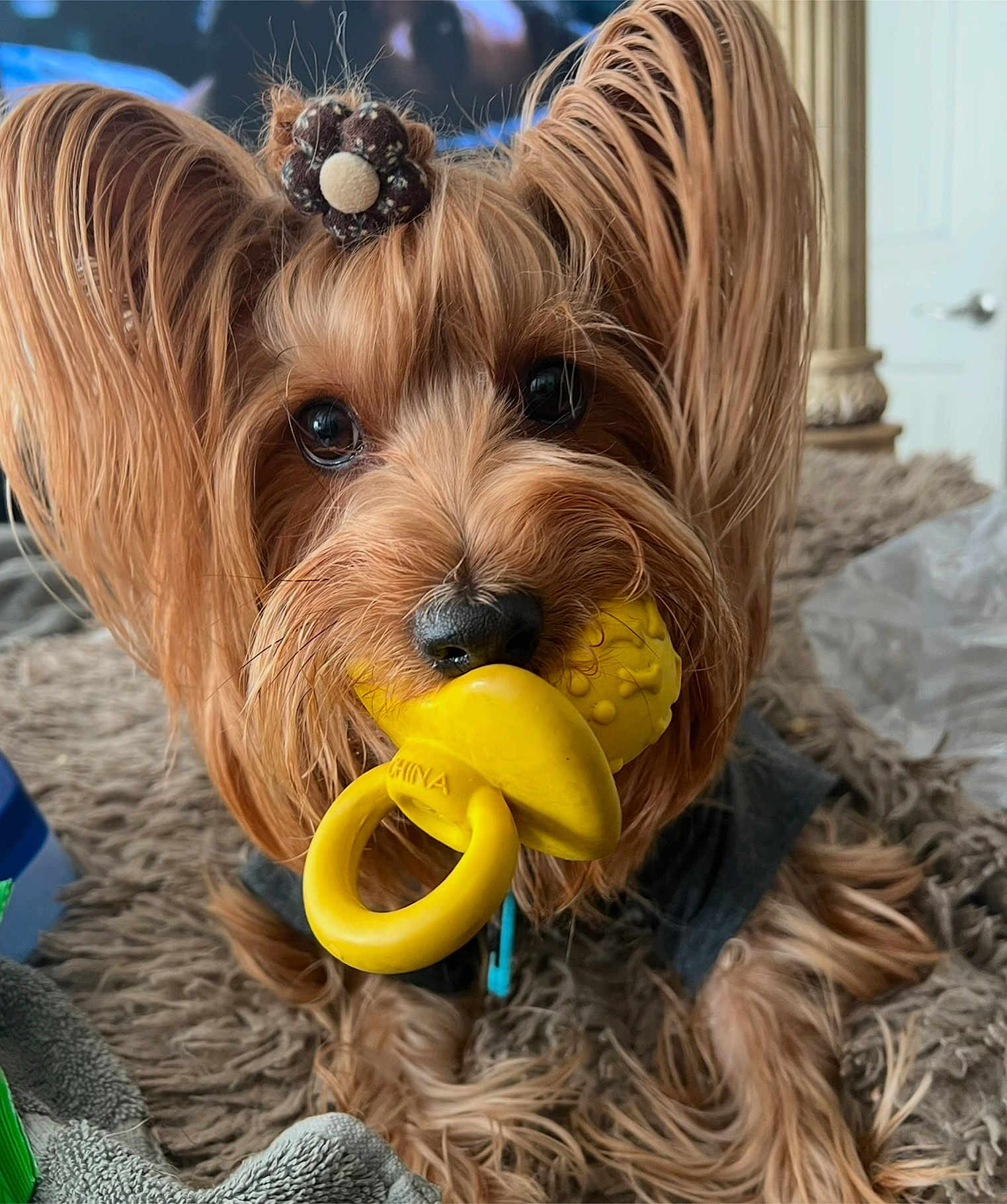 Sloan Jacob joined the competition — help win amazing prizes! accessory, adorable, animal, brown, canine, close_up, cute, dog, ears, face, fur, indoor, long_hair, looking, pacifier, pet, playful, portrait, toy, yellow