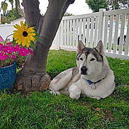 Buddy is registered to the contest to win money with this photo: animal, canine, collar, daytime, dog, flower_pot, garden, grass, greenery, husky, leaf, nature, outdoor, pet, pink_flowers, relaxing, suburban, tree, white_fence, yellow_flower