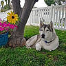 animal, canine, collar, daytime, dog, flower_pot, garden, grass, greenery, husky, leaf, nature, outdoor, pet, pink_flowers, relaxing, suburban, tree, white_fence, yellow_flower