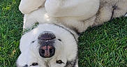 Buddy joined the competition — help win amazing prizes! animal, black, cute, daylight, dog, ears, fence, flower, fur, grass, greenery, husky, lying_down, nature, nose, outdoor, pet, playful, relaxed, white