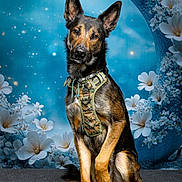 Baloo participe au concours pour gagner de l'argent avec cette photo : dog, shepherd_mix, pet, animal, portrait, sitting, harness, camouflage, pointed_ears, black_and_tan, short_fur, front_view, indoors, fantasy_background, blue_background, flowers, blossoms, sparkles, wave, studio_photography
