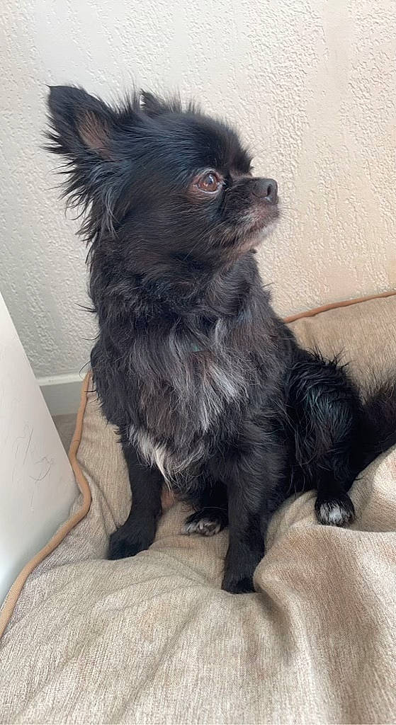 Oslo a rejoint le concours — aidez-le/la à gagner de superbes lots ! canidae, carnivore, companion_dog, dog, dog_breed, dog_supply, fur, german_spitz_klein, liver, non_sporting_group, paw, small_terrier, snout, sporting_group, terrestrial_animal, toy_dog, whiskers, working_animal, yorkipoo