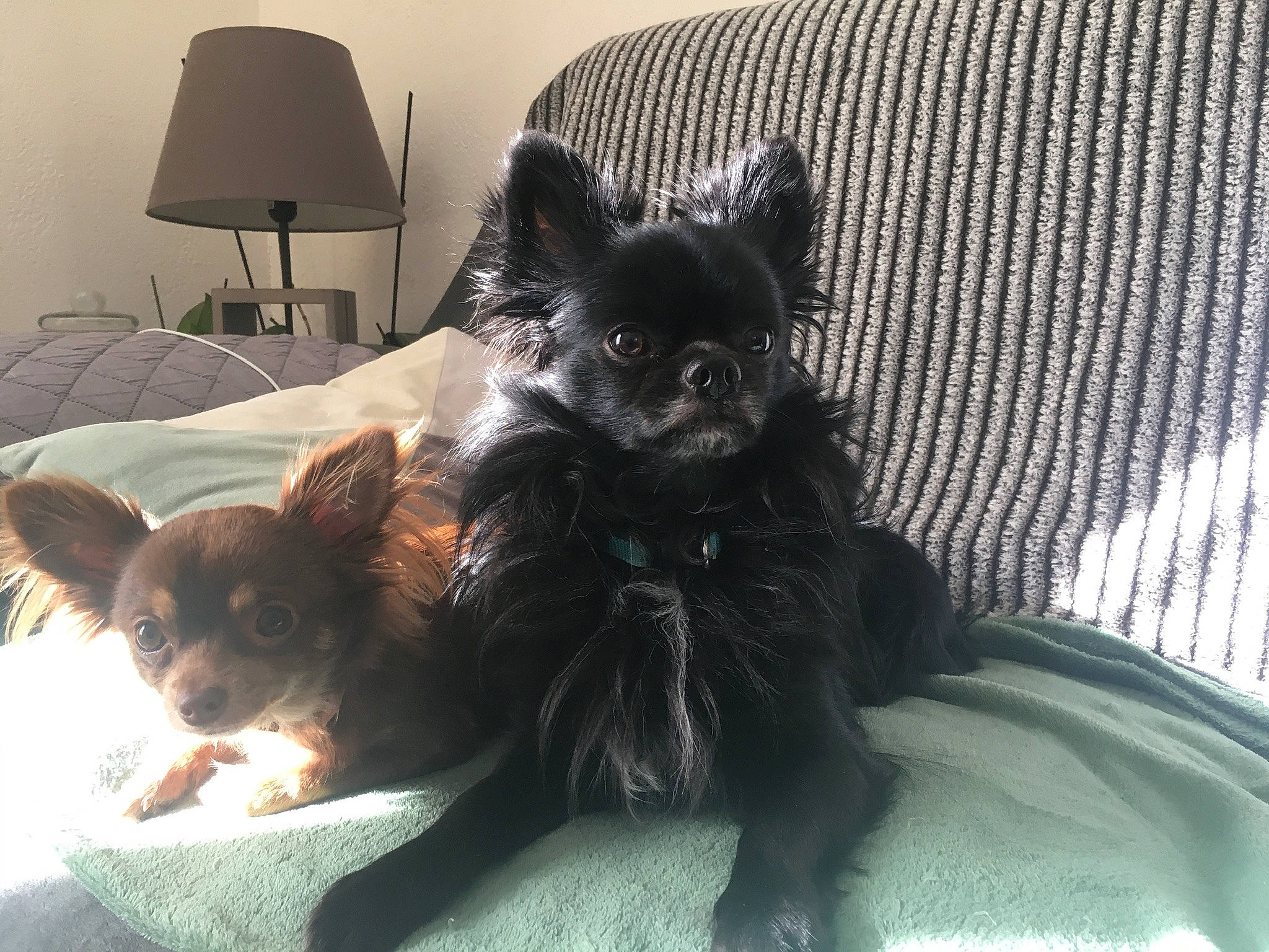 Oslo a rejoint le concours — aidez-le/la à gagner de superbes lots ! bed, carnivore, comfort, companion_dog, dog, dog_breed, dog_supply, fawn, fur, lamp, linens, room, small_terrier, snout, sporting_group, terrestrial_animal, terrier, toy_dog, whiskers, working_animal