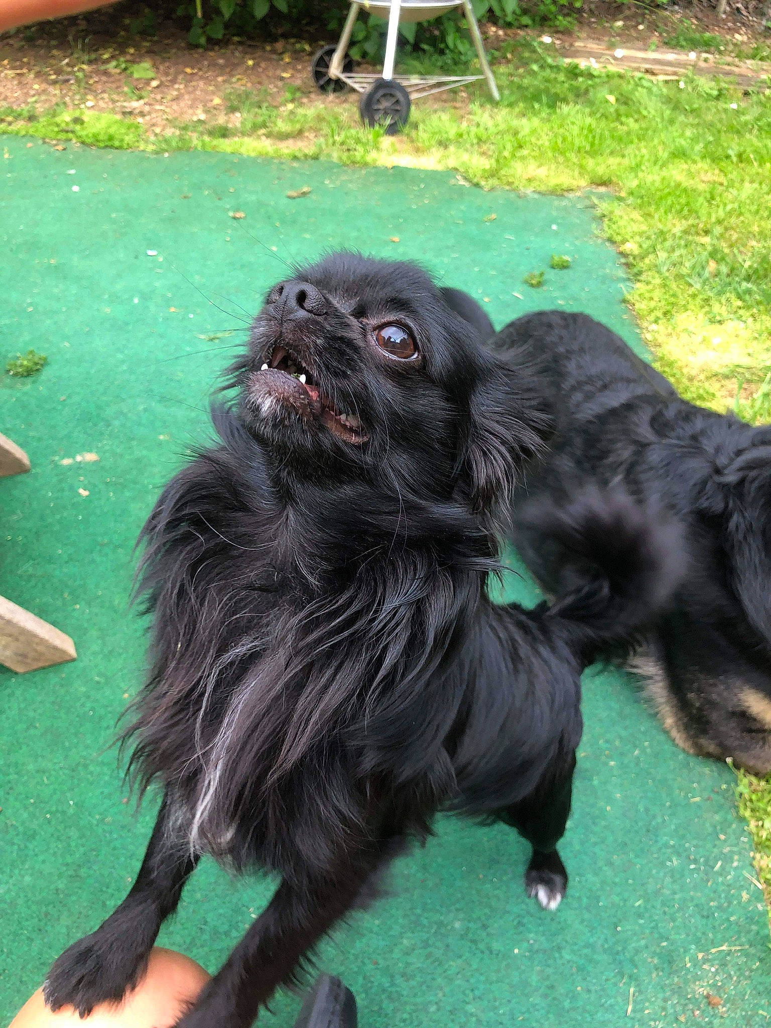 Oslo participe au concours pour gagner de l'argent avec cette photo : canidae, carnivore, companion_dog, dog, dog_breed, dog_collar, dog_supply, fawn, foot, fur, grass, liver, non_sporting_group, snout, sporting_group, tail, terrestrial_animal, toy_dog, working_animal