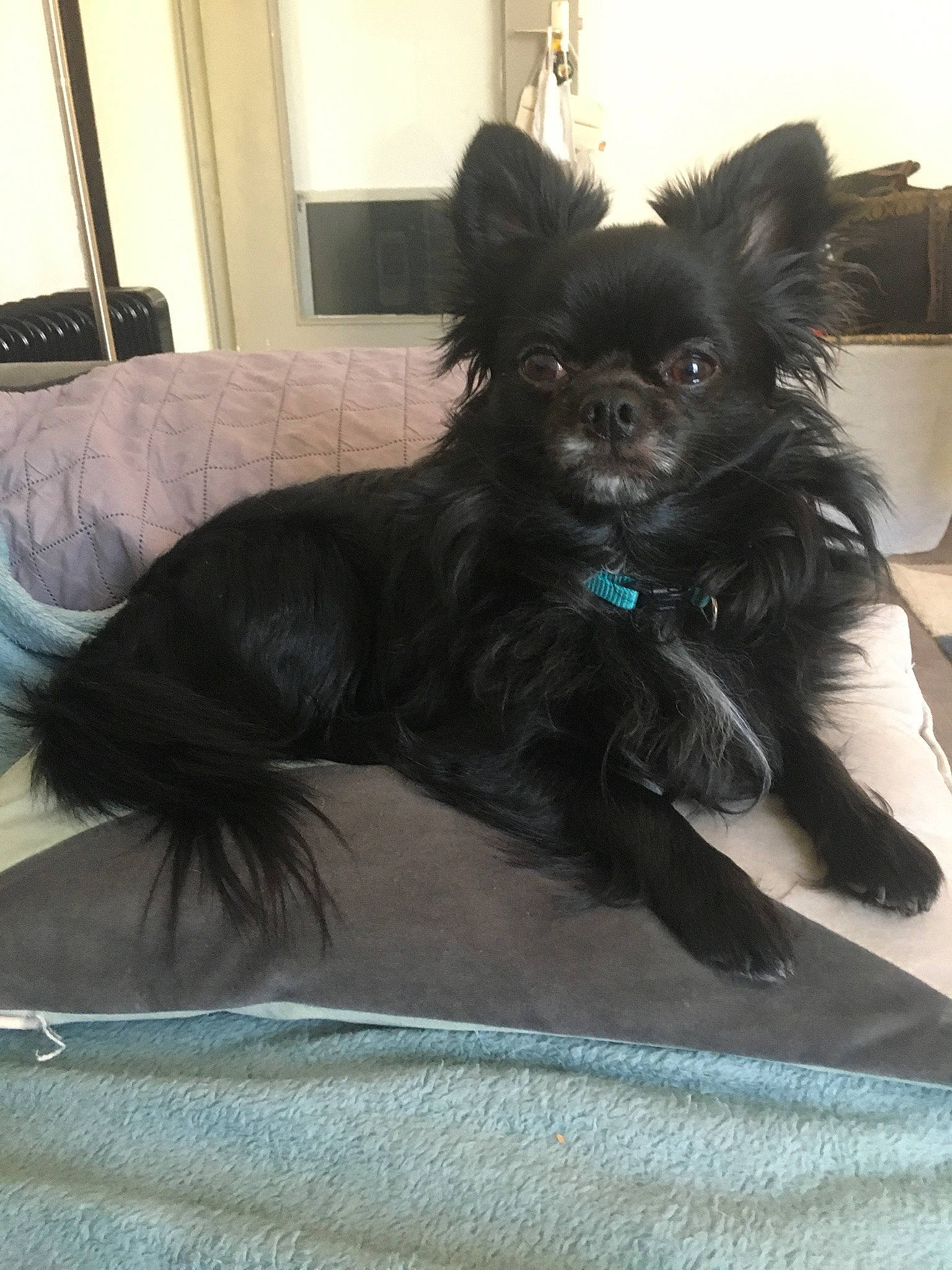 Oslo participe au concours pour gagner de l'argent avec cette photo : canidae, carnivore, comfort, companion_dog, couch, dog, dog_breed, dog_supply, door, fur, non_sporting_group, picture_frame, small_terrier, snout, sporting_group, tail, toy_dog, whiskers, working_animal, working_dog