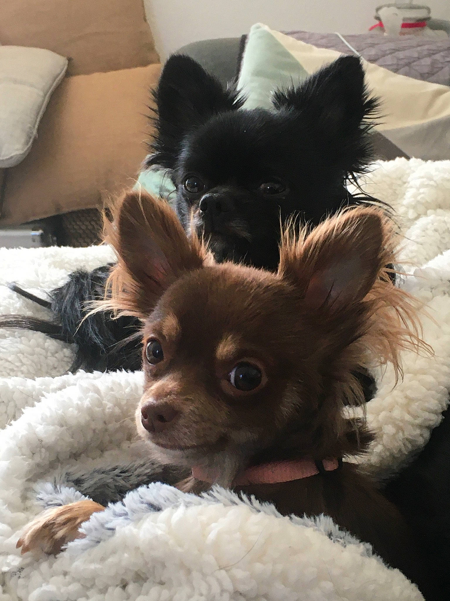 Roxy a rejoint le concours — aidez-le/la à gagner de superbes lots ! canidae, carnivore, chihuahua, comfort, companion_dog, corgi_chihuahua, dog, dog_breed, dog_supply, ear, fawn, fur, liver, puppy, russkiy_toy, snout, sporting_group, toy_dog, whiskers, working_animal